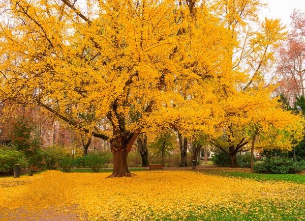 image of a Japanese Ginko tree in autum