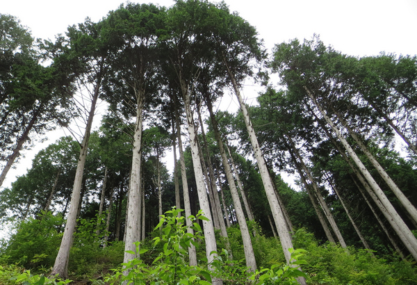 image of a Japanese Hinoki cypress trees