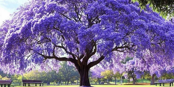 image of a Japenese Paulownia tree